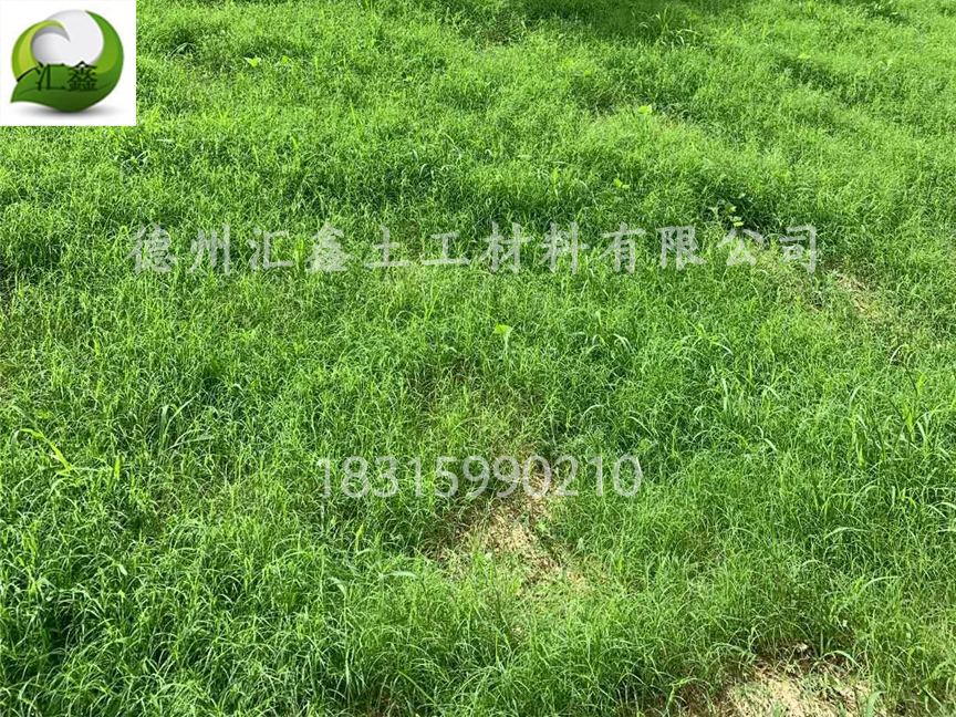 植物纖維毯護坡綠化效果好！