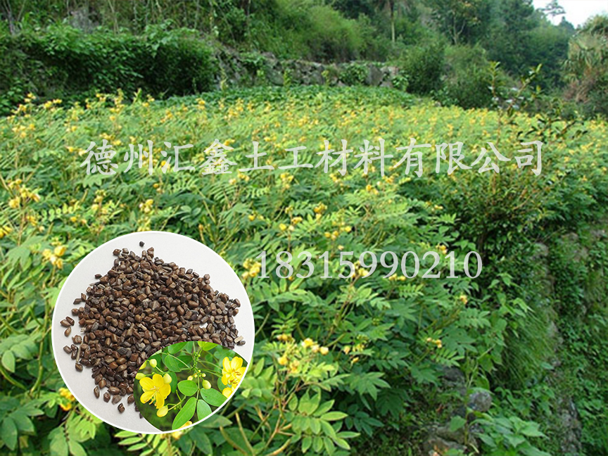 黃花決明