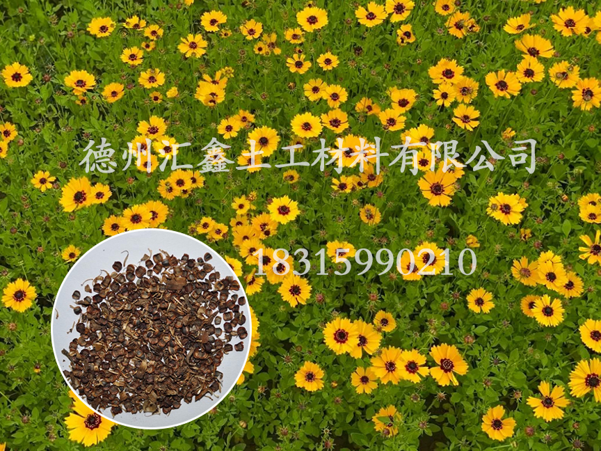 金雞菊