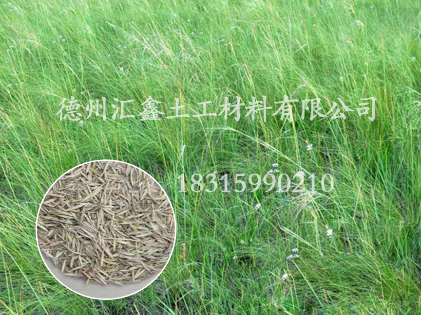 披堿草