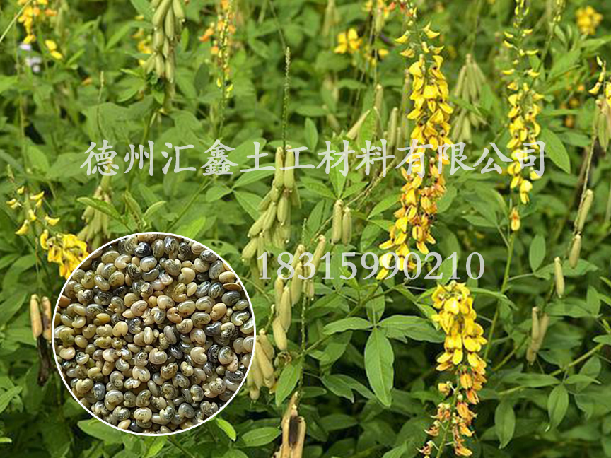 豬屎豆