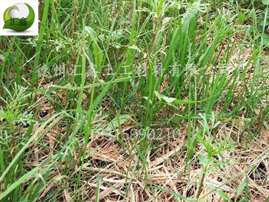 生態(tài)草毯護坡綠化小能手(圖3)