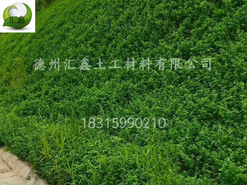 植物纖維毯護坡綠化效果好!(圖2) 植物纖維毯護坡綠化效果好!(圖2)