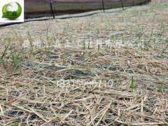 護(hù)坡植草毯的簡介