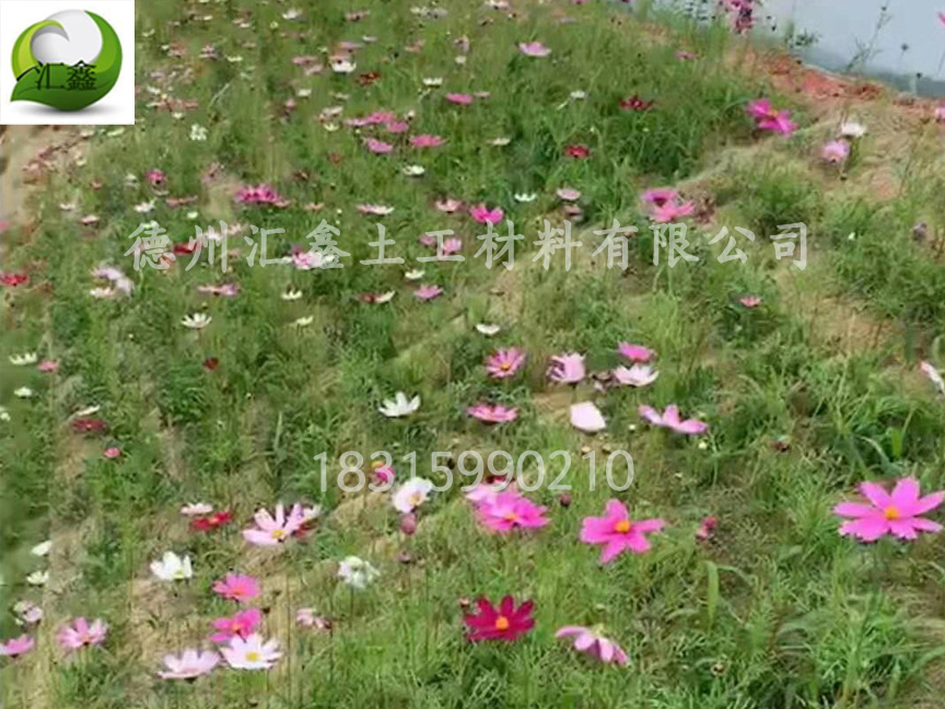 植被毯的單價是多少?(圖1) 植被毯的單價是多少?(圖1)